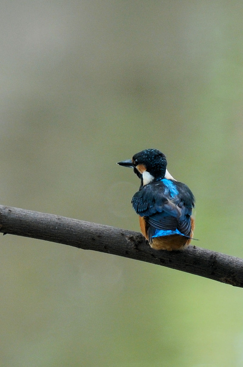 カワセミ♂の羽繕い (19態) 大谷川 八幡市 2022/08/24 Photo by Kohyuh カワセミ♂の羽繕い (19態) 大谷川 八幡市 2022/08/24 Photo by Kohyuh
