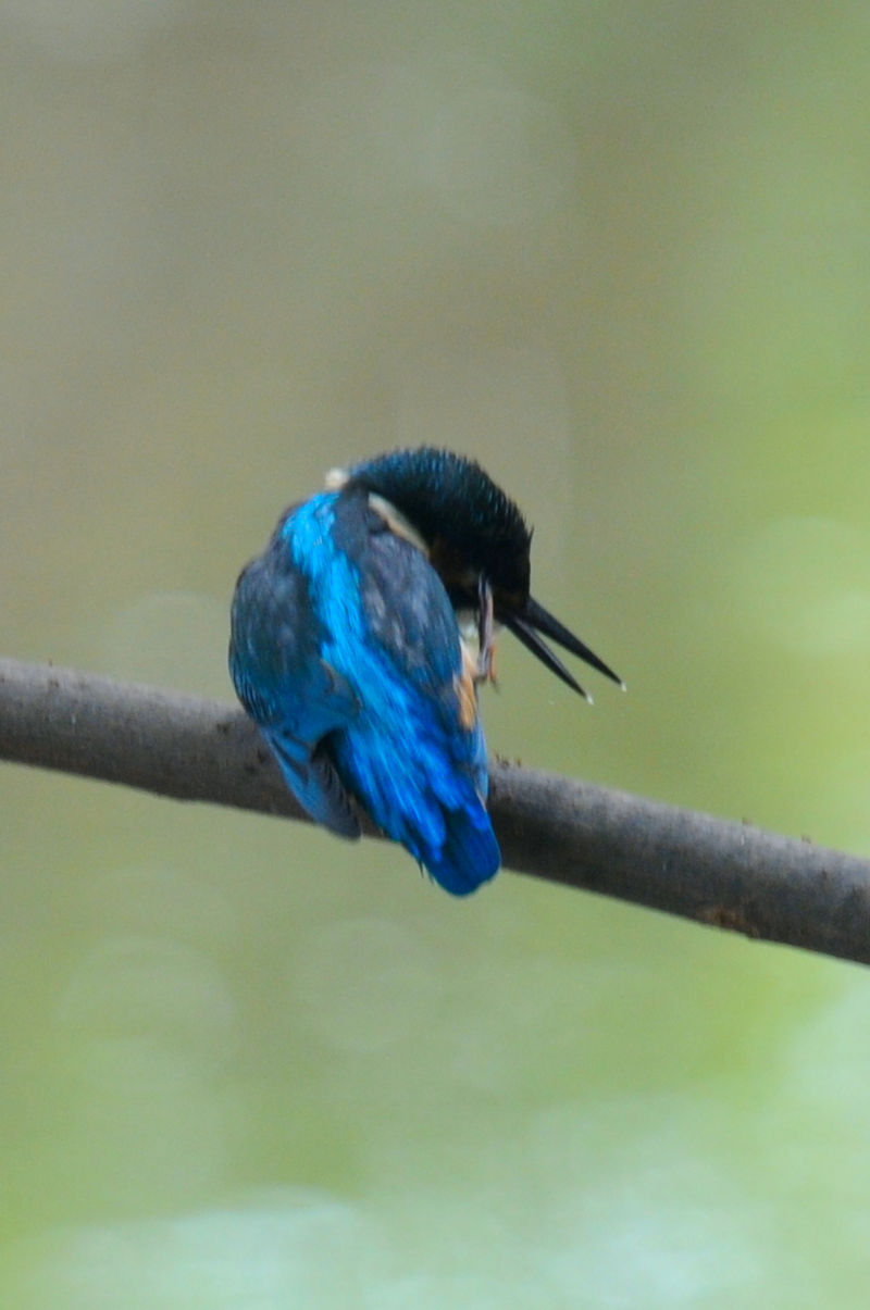 カワセミ♂の羽繕い (19態) 大谷川 八幡市 2022/08/24 Photo by Kohyuh カワセミ♂の羽繕い (19態) 大谷川 八幡市 2022/08/24 Photo by Kohyuh