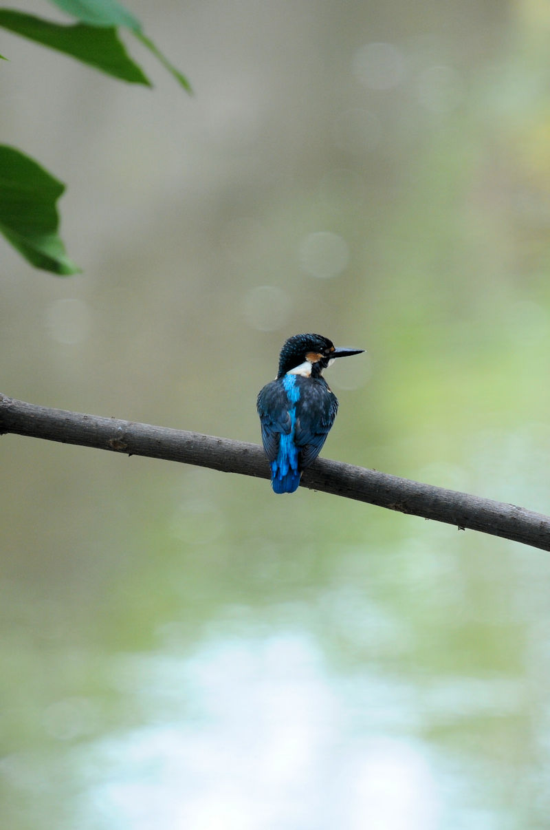 カワセミ♂の羽繕い (19態) 大谷川 八幡市 2022/08/24 Photo by Kohyuh カワセミ♂の羽繕い (19態) 大谷川 八幡市 2022/08/24 Photo by Kohyuh