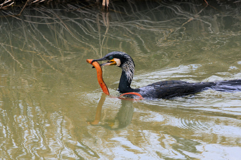 カワウの漁 （６態）　大谷川　八幡市　2022/03/07　Photo by Kohyuh