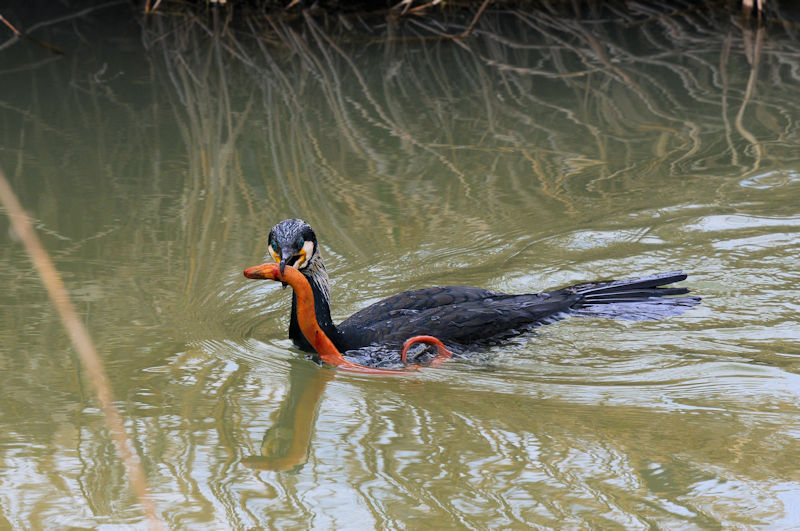 カワウの漁 （６態）　大谷川　八幡市　2022/03/07　Photo by Kohyuh