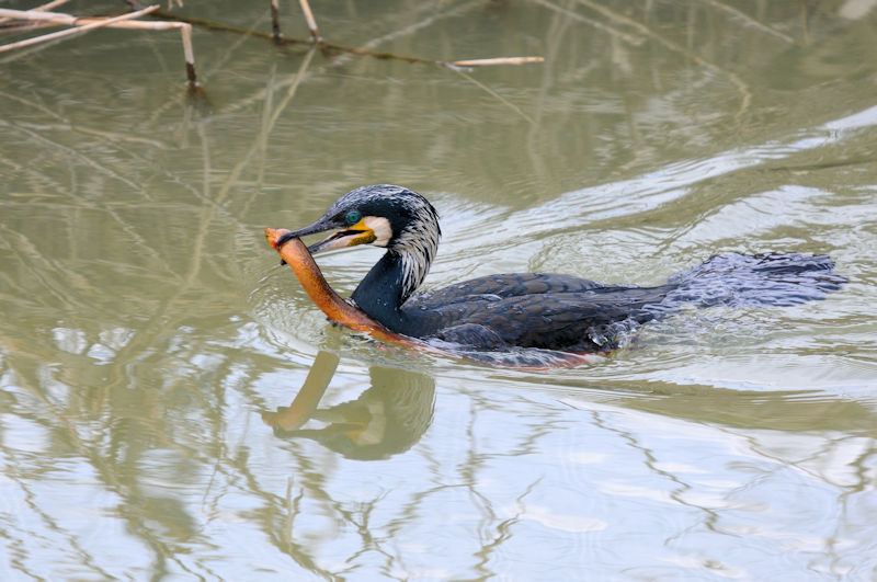 カワウの漁 （６態）　大谷川　八幡市　2022/03/07　Photo by Kohyuh