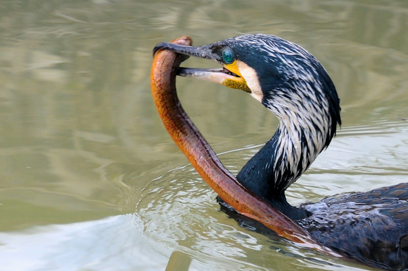カワウの漁 （６態）　大谷川　八幡市　2022/03/07　Photo by Kohyuh