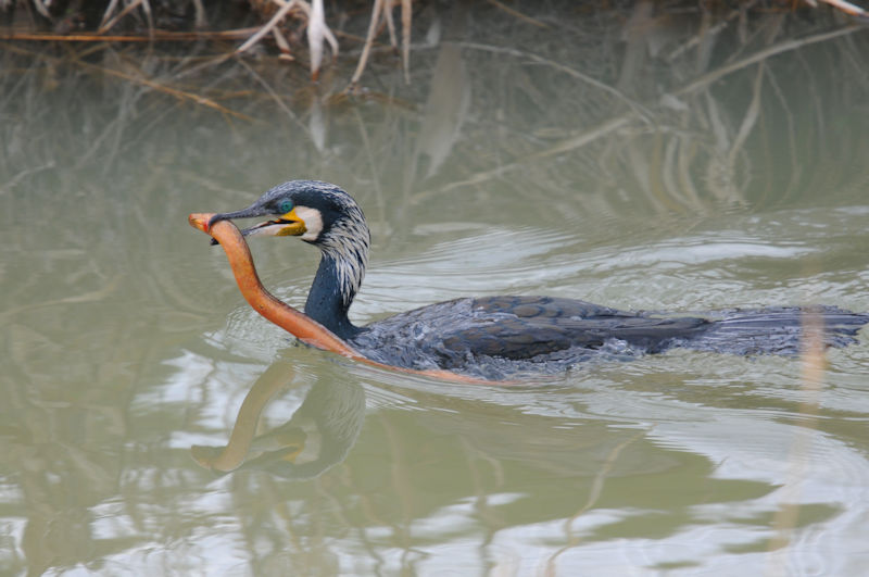 カワウの漁 （６態）　大谷川　八幡市　2022/03/07　Photo by Kohyuh