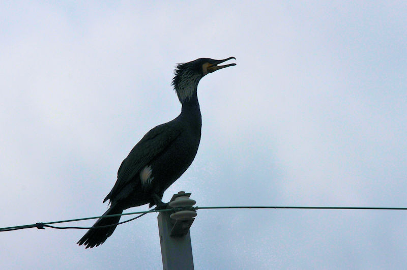 カワウの漁 （６態）　大谷川　八幡市　2022/03/07　Photo by Kohyuh