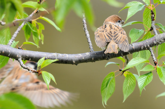スズメの子育て （１０態）　大谷川　八幡市　2022/05/10　Photo by Kohyuh