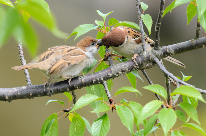 スズメの子育て （１０態）　大谷川　八幡市　2022/05/10　Photo by Kohyuh
