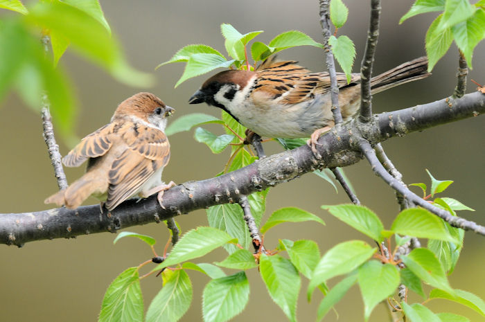 スズメの子育て （１０態）　大谷川　八幡市　2022/05/10　Photo by Kohyuh