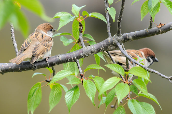 スズメの子育て （１０態）　大谷川　八幡市　2022/05/10　Photo by Kohyuh