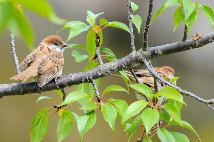 スズメの子育て （１０態）　大谷川　八幡市　2022/05/10　Photo by Kohyuh