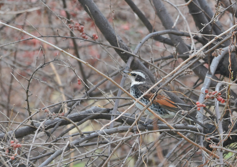 >ツグミ　淀川左岸　枚方市　2016/01/27　Photo by Takase