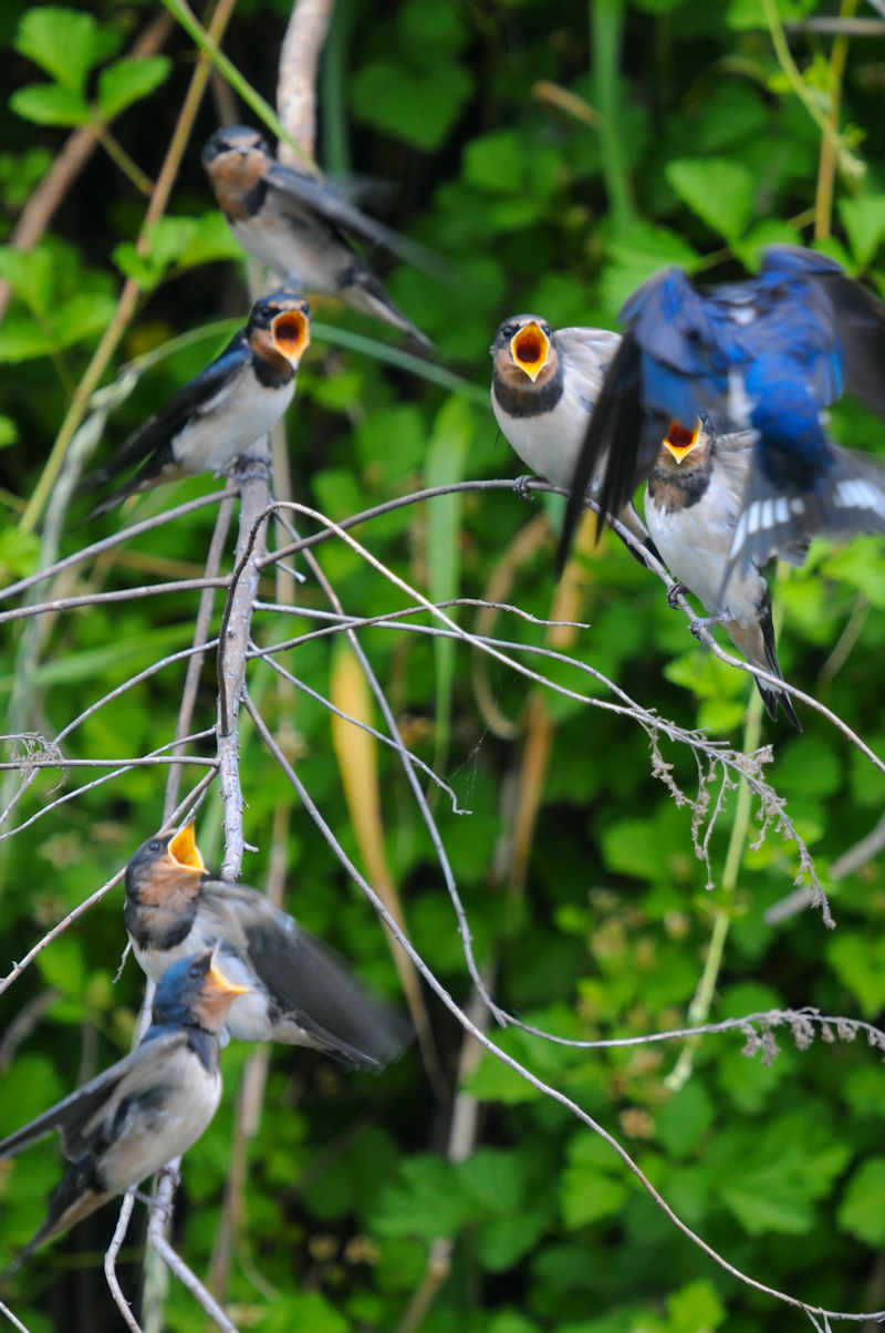 co̐eq@J@s@2022/06/01@Photo by Kohyuh