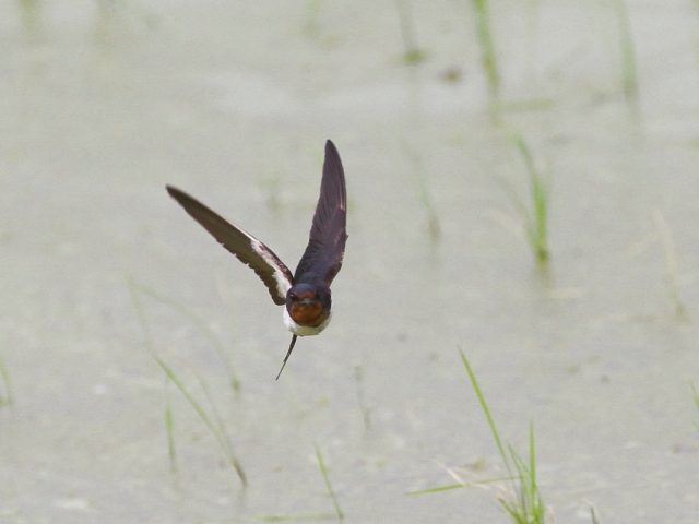 co̔юp iQ-2j  s@2014/06/21@Photo by Manda