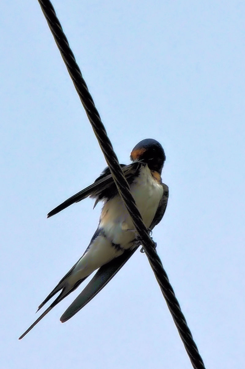 coᒹ@Ђ܂艺[g@jR@s@2021/07/18@Photo by Kohyuh