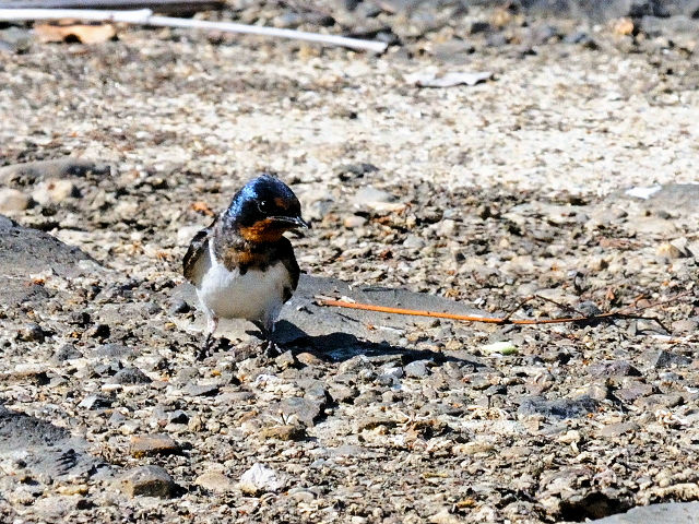 co̗c@iR-1j@킫@s@2015/05/22@Photo by Kohyuh