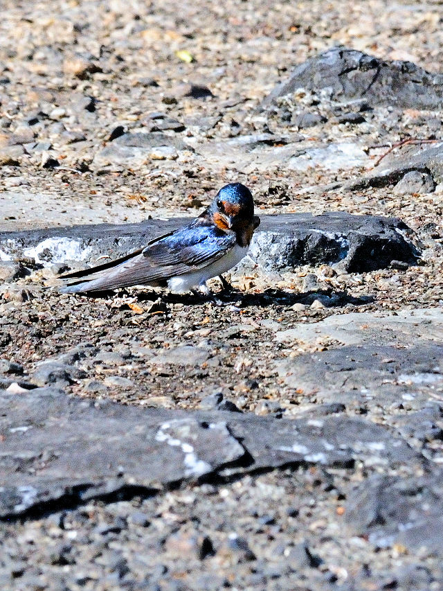 co̗c@iR-2j@킫@s@2015/05/22@Photo by Kohyuh