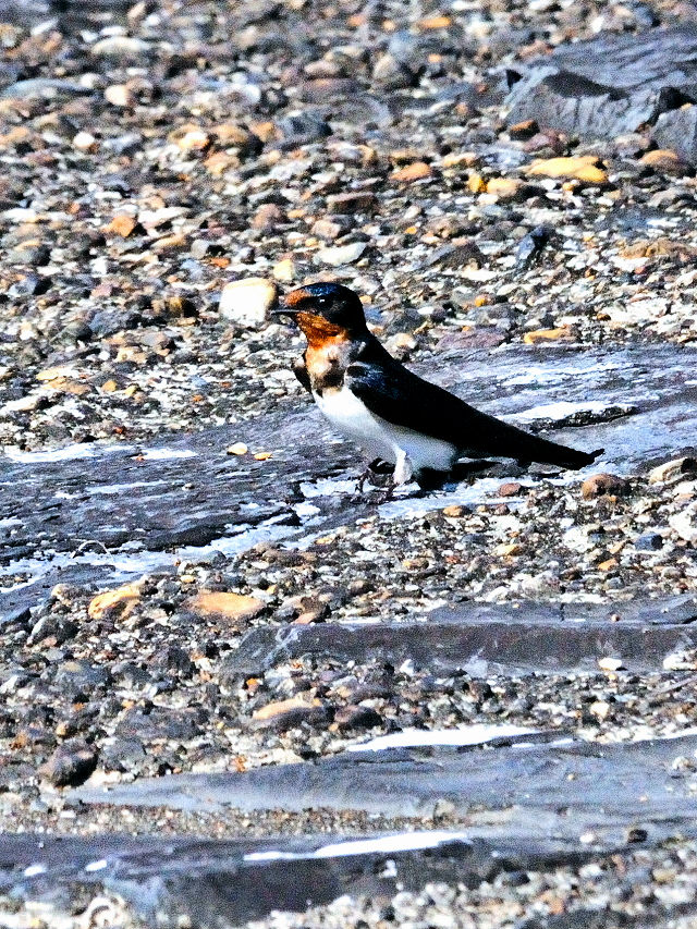 co̗c@iR-3j@킫@s@2015/05/22@Photo by Kohyuh