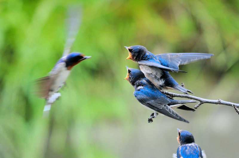 co@ciRԁj@J@s@2021/05/28@Photo by Kohyuh