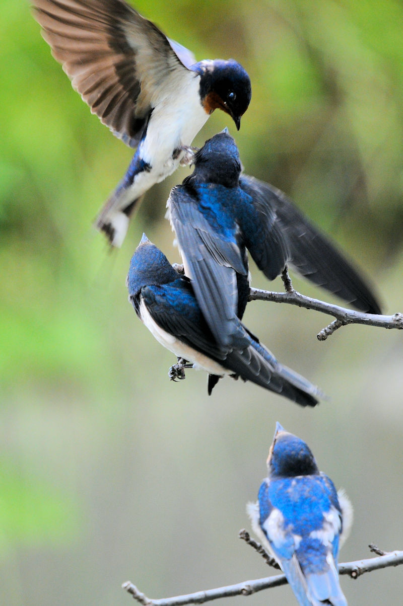 co@ciRԁj@J@s@2021/05/28@Photo by Kohyuh