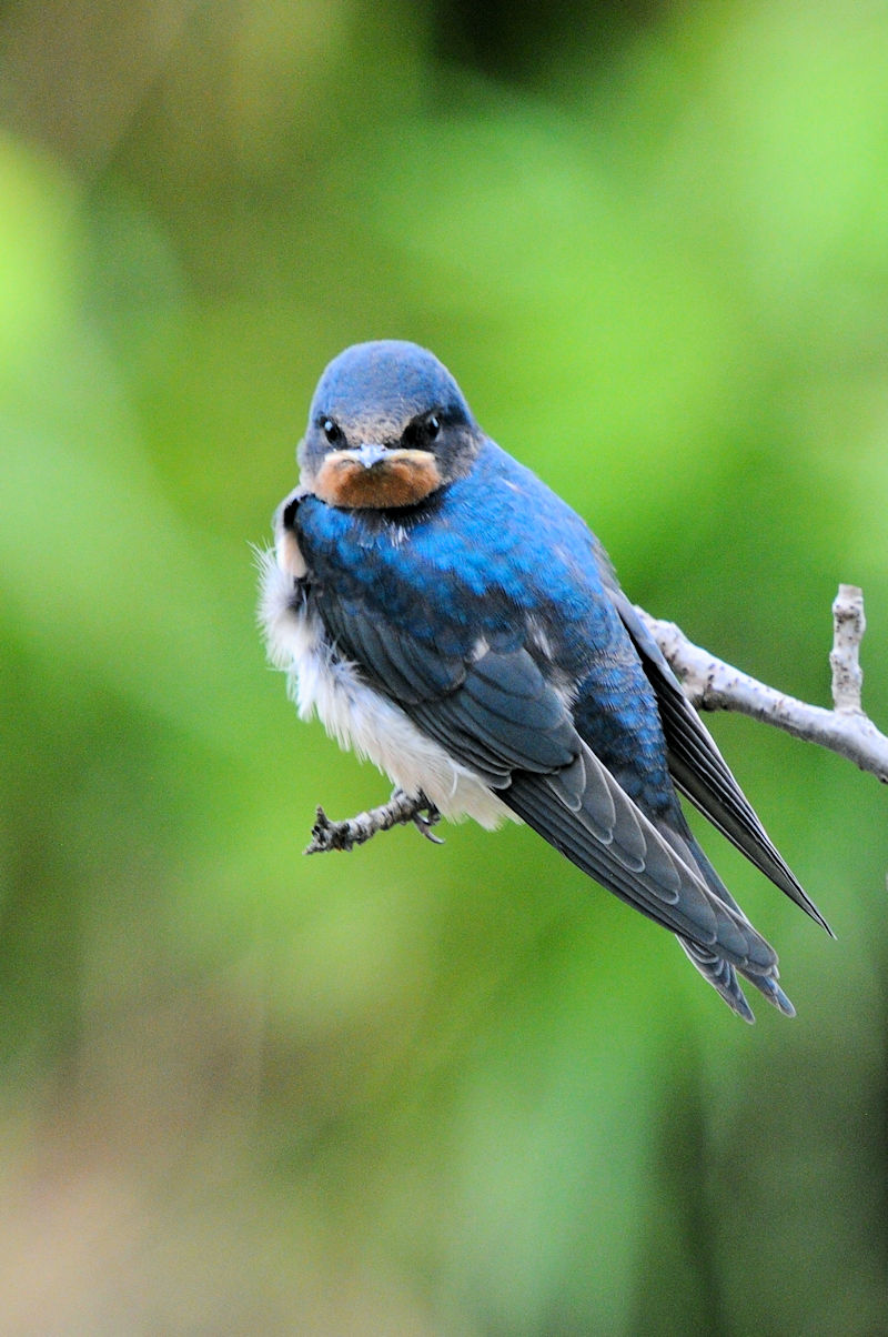 co@ciRԁj@J@s@2021/05/28@Photo by Kohyuh