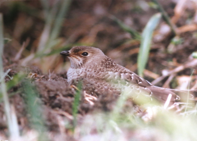 co`h@r@s{@^NE^E^@Photo by Koike