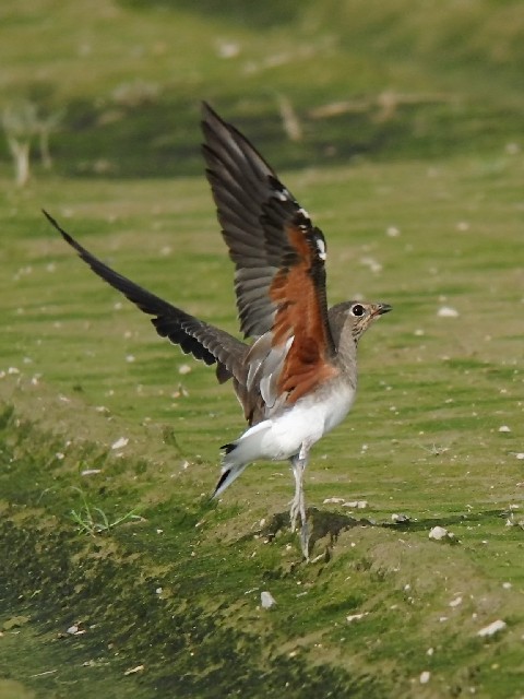 A co`h@@~H@c@s@2008/08/28 Photo by Mitchao