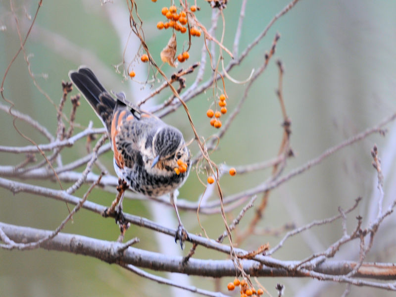 cO~iR-1j@ߌΒn@s@2020/01/22@Photo by Kohyuh