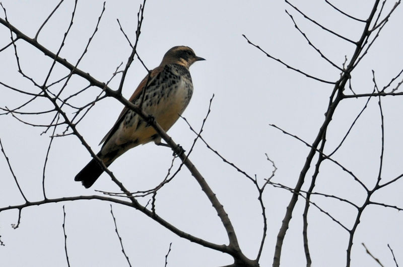 cO~ @V[Y@킫R^@s@2020/11/22@Photo by Kohyuh