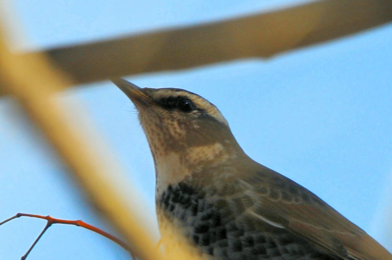 cO~@@ꋴ@s@2022/12/23@Photo by Kohyuh