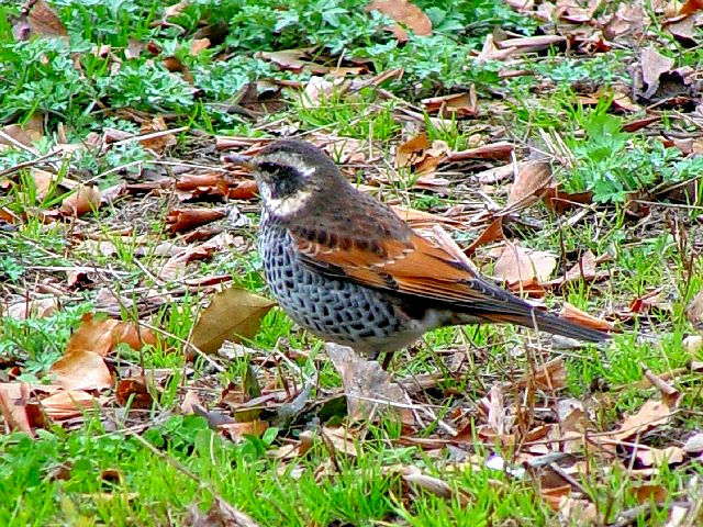 A cO~@@@s@2007/02/24@Photo by Kohyuh