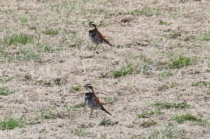 ツグミ （２態-1）　木津川　八幡市　2015/03/16　Photo by manda