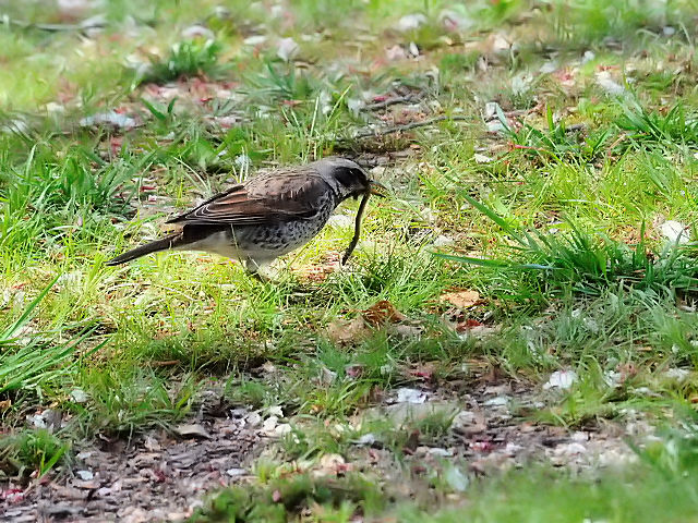 cO~@iQ-1j@@k@s@2016/04/15@Photo by Kohyuh