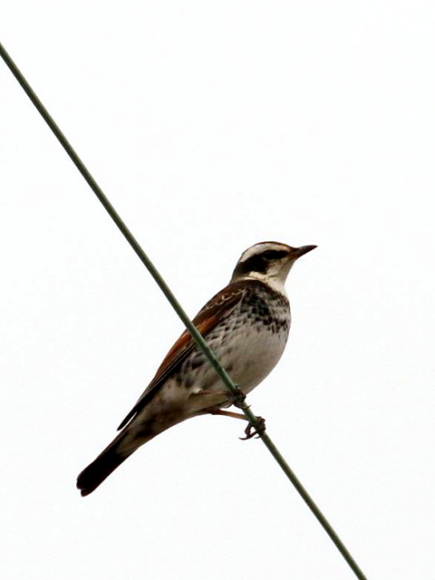 G cO~@@s@J@2013/12/08@Photo by Manda