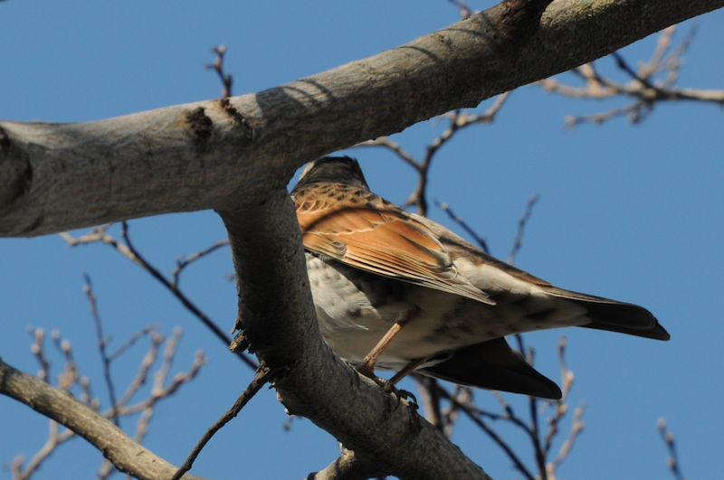 cO~@@ꋴ@s@2022/12/23@Photo by Kohyuh