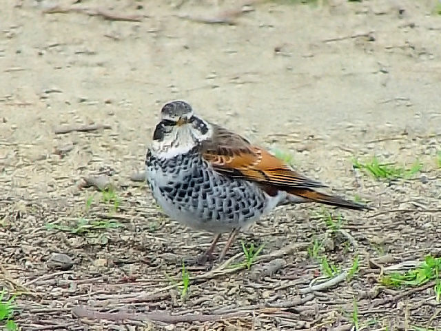 B cO~@@@s@2007/02/24@Photo by Kohyuh