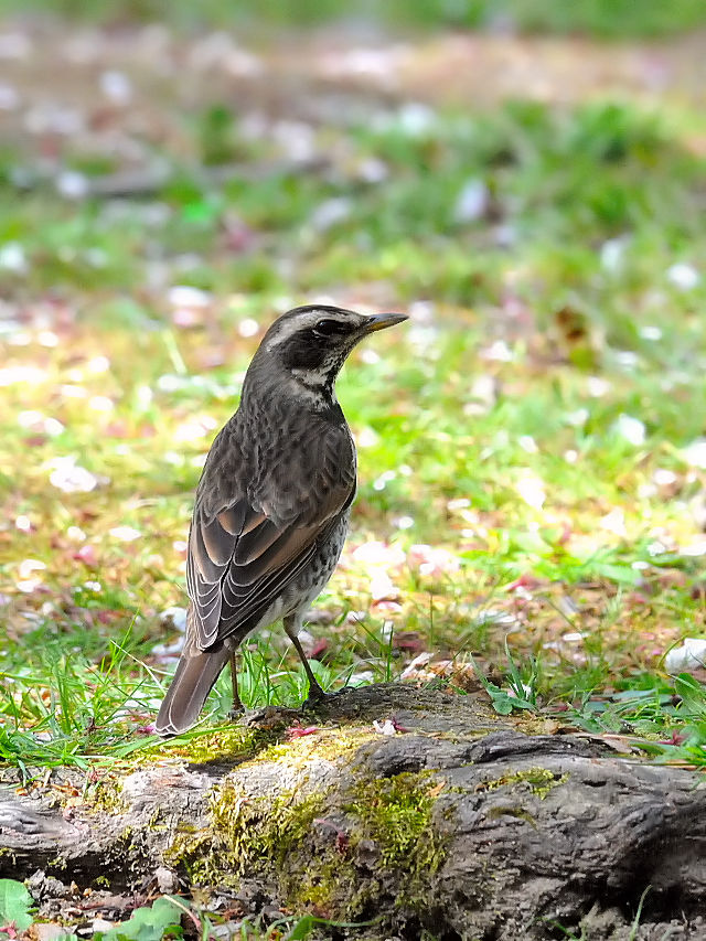 cO~@iQ-2j@@k@s@2016/04/15@Photo by Kohyuh