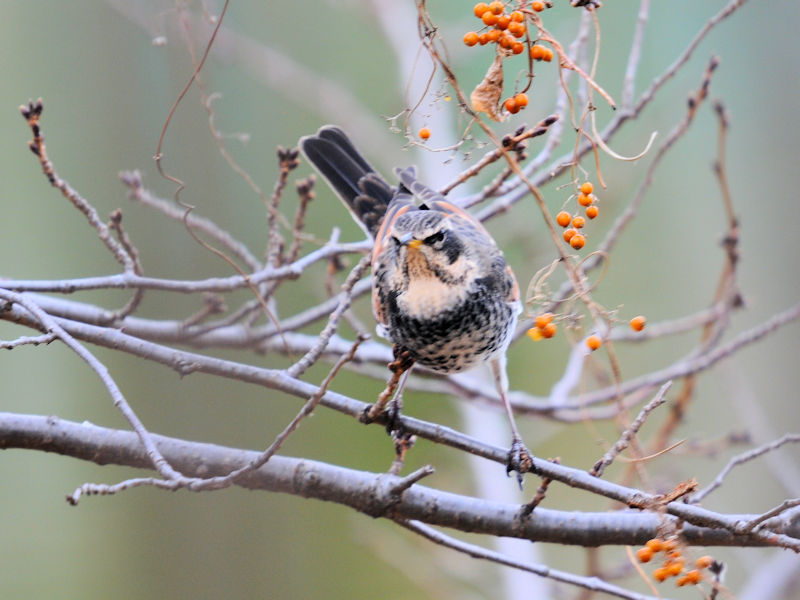 cO~iR-3j@ߌΒn@s@2020/01/22@Photo by Kohyuh