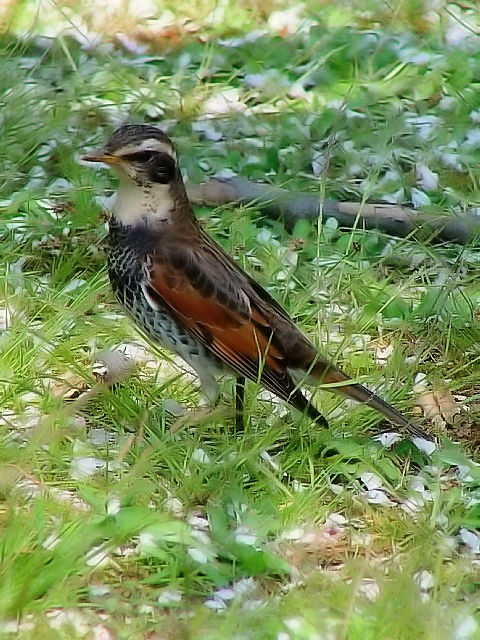 E cO~@@@s{A@ss@2007/04/12@Photo by Kohyuh