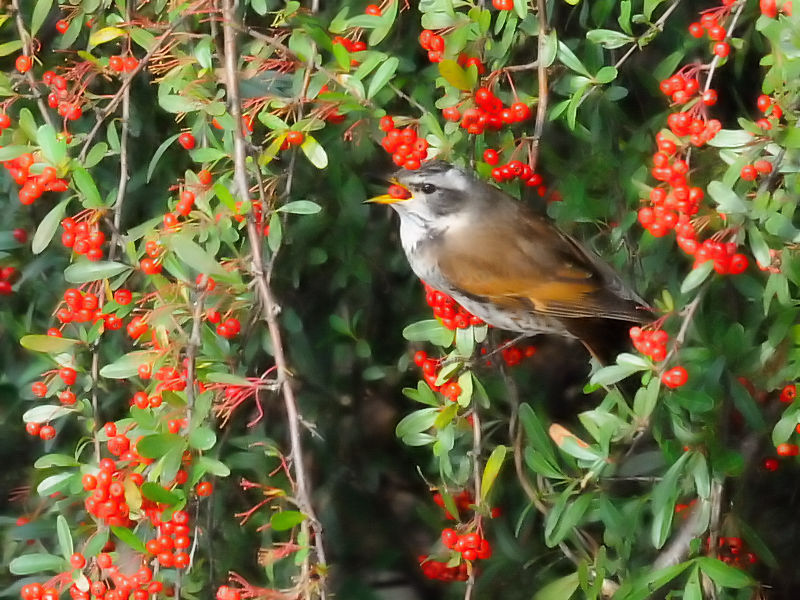 cO~@@ߌΒn@s@2017/01/07@Photo by Kohyuh