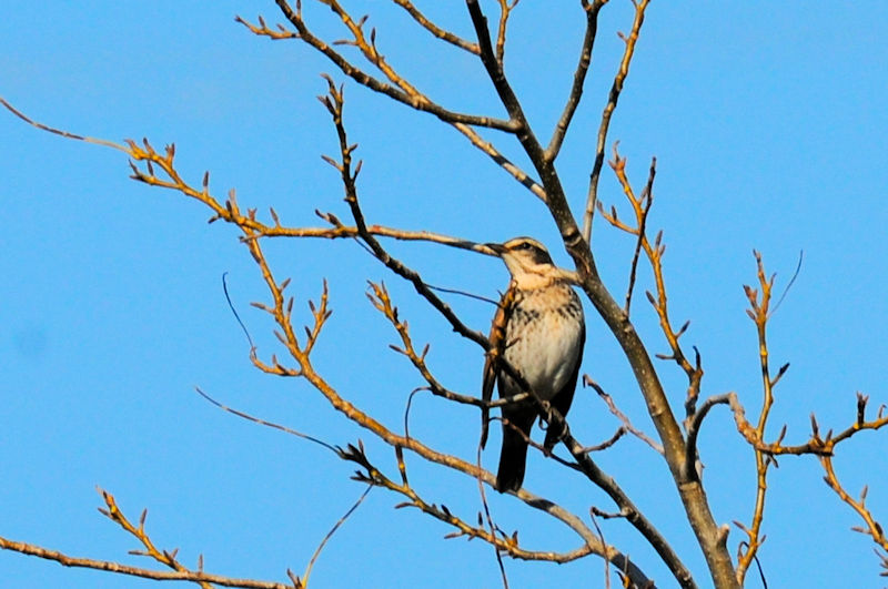  ツグミ成鳥　淀川左岸樟葉　枚方市　2019/12/25　Photo by Kohyuh