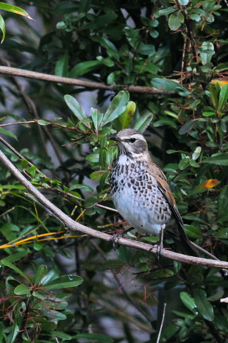 ツグミの斑紋　鶴見緑地　大阪市　2020/01/22　Photo by Kohyuh