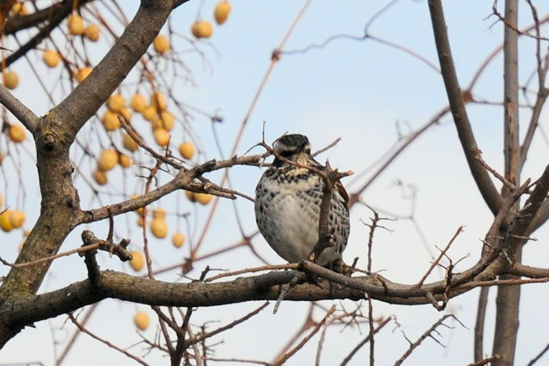 cO~@@V[Y@J@s@2022/01/18@Photo by Kohyuh