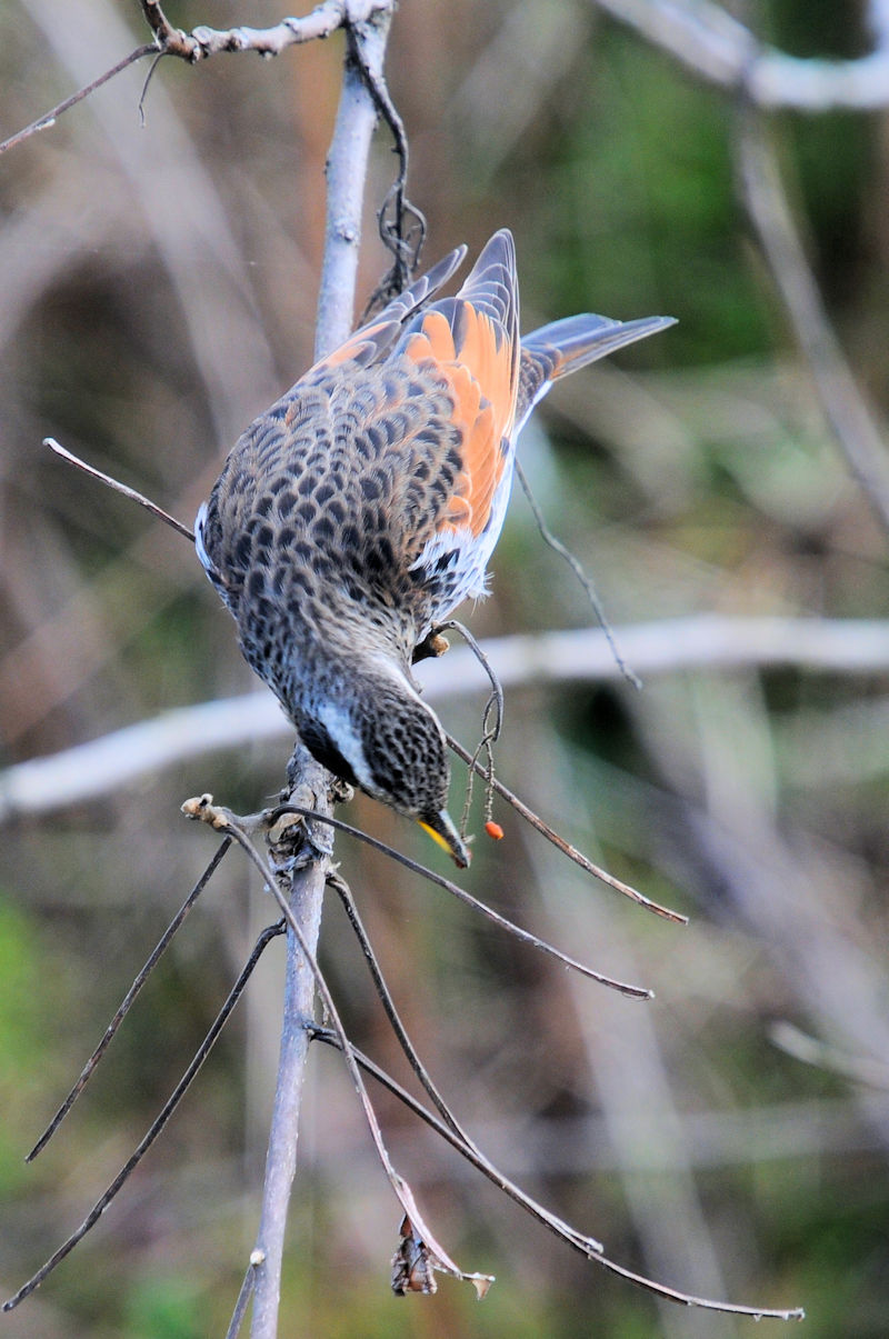 cO~@@J@s@2022/01/31@Photo by Kohyuh