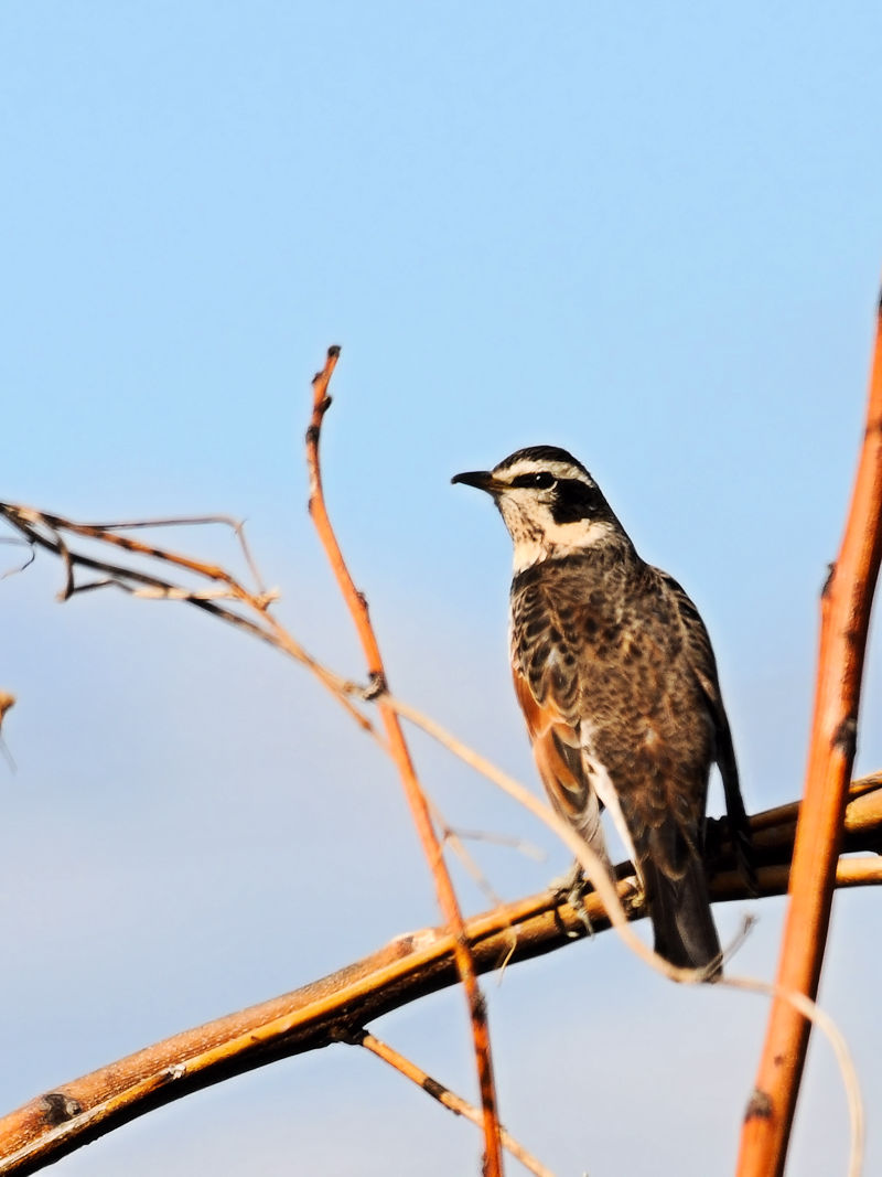 cO~@@͐ CV]n@s@2019/01/13@Photo by Kohyuh