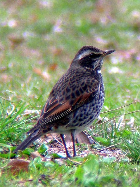 @ cO~@s䏊@2006/03/21@Photo by Takayama