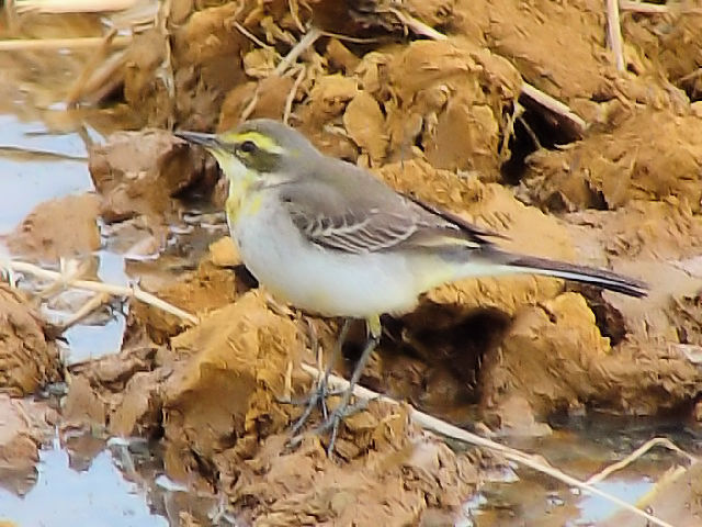 @  ciKZLC@@~H@ߍx@ꌧ@2009/01/23@Photo by Kohyuh