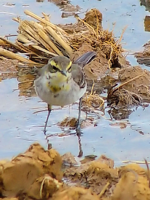 B  ciKZLC@@~H@ߍx@ꌧ@2009/01/23@Photo by Kohyuh