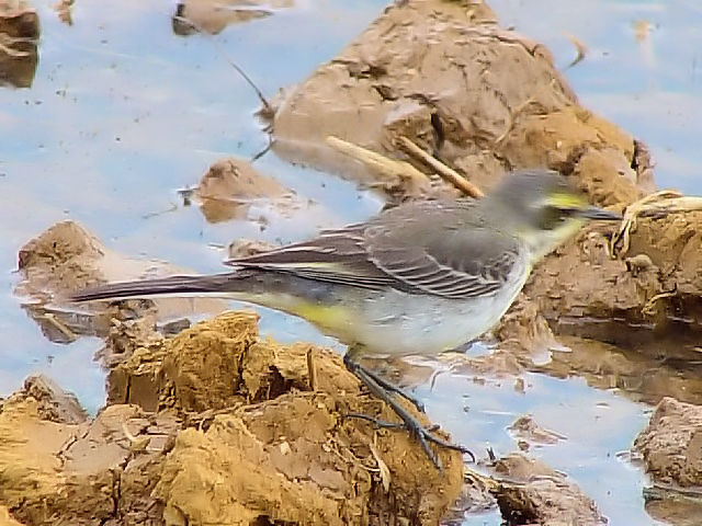 A  ciKZLC@@~H@ߍx@ꌧ@2009/01/23@Photo by Kohyuh