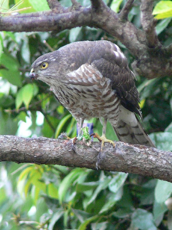 @ c~@@s@2005/12/04@ Photo by Takayama