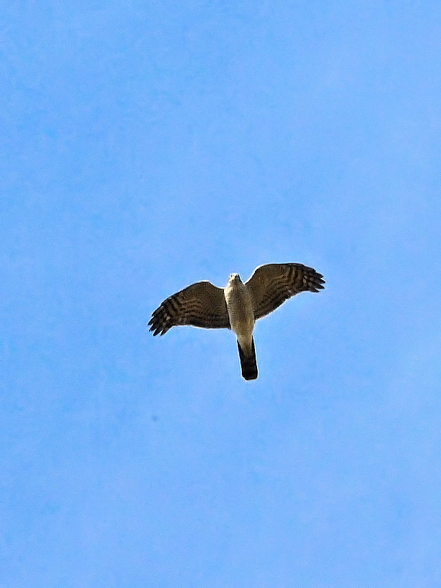 c~@@iR-2j@h@s@2016/03/23@ Photo by Kohyuh